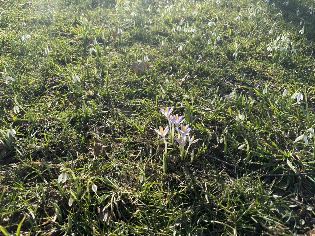 Purple and white flowers growing in sunlit grass